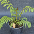 Cyathea Cooperi Revolvulum (weeping Treefern)